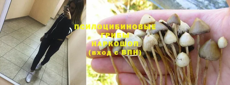 Псилоцибиновые грибы Magic Shrooms  как найти закладки  Разумное 